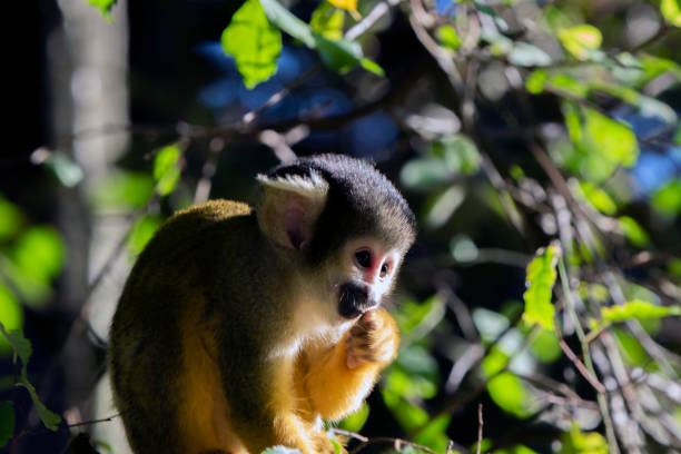 istock Close Up Of A Cute Black-Capped Squirrel Monkey In A Tree 1338861709