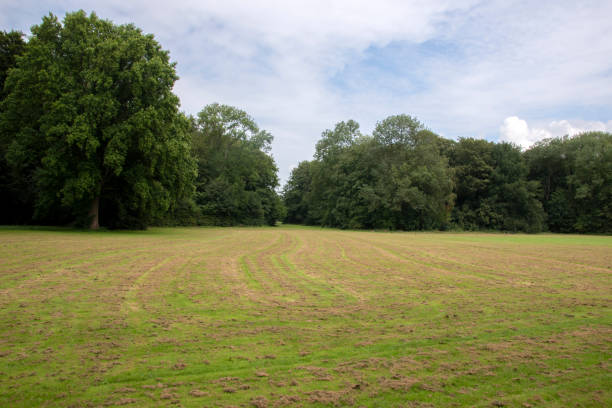 istock Grassfield At The Amsterdamse Bos At Amstelveen The Netherlands 1338863010
