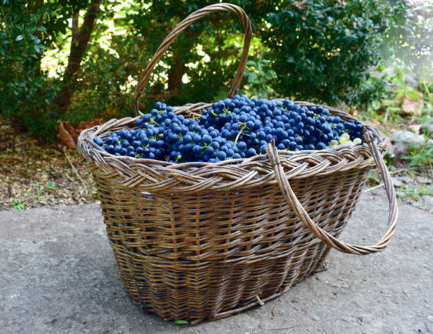 istock Old wicker basket full dark blue grapes. Red wine grapes. 1338863044