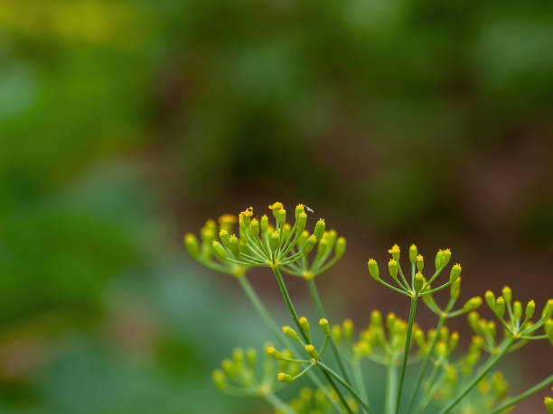 istock dill seeds on a plant in the garden 1338863146