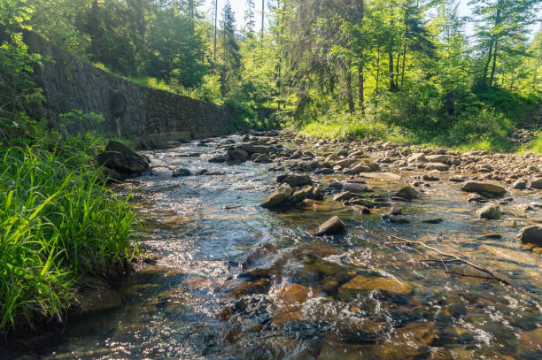 istock Sumer view on Czarna Wiselka creek between trees. Source creek of the Vistula River. 1338863174