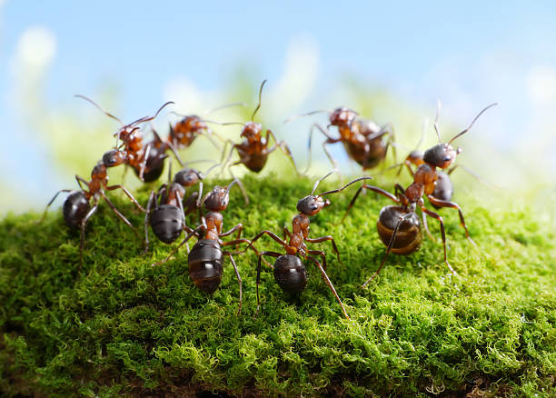 istock ants, dance of hunters 133886335