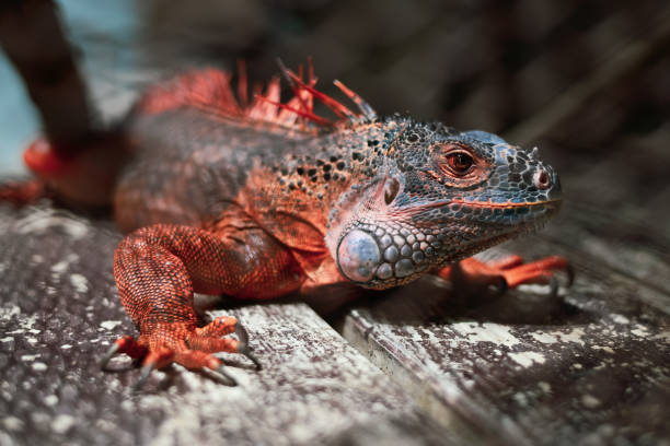 istock Red Iguana in the cage at the Zoo 1338864676