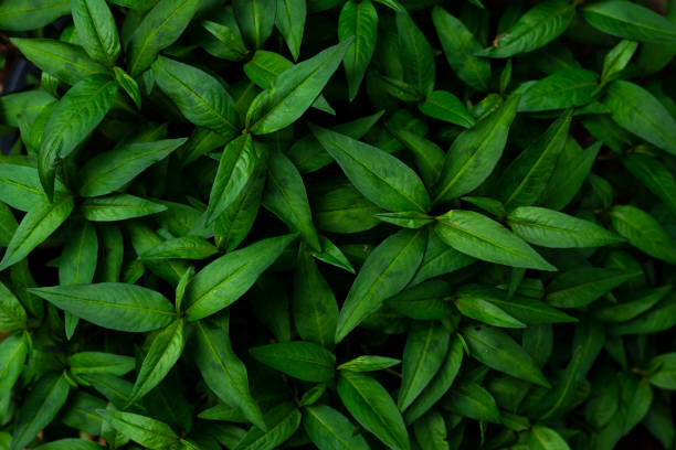 istock Vietnamese coriander vegetable for side dish of Thai food 1338864708
