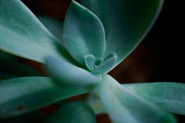 istock Succulent plant with light from the house 1338864778