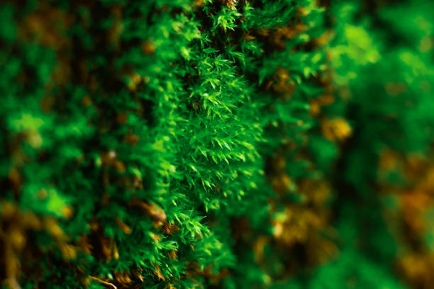 istock Green moss on the grunge wall with wet condition 1338864798