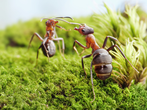 ants formica rufa in aggressive position