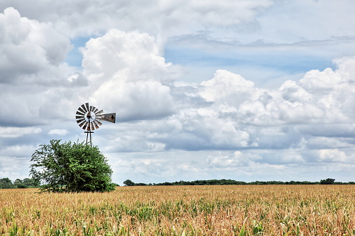 A windmill in a corn field near Kyle Texas