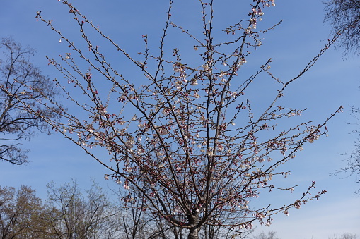 Buds and opening flowers on branches of sakura tree against blue sky in mid March