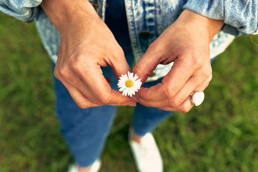 Closeup of a young woman's hands holding a flower of chamomile.