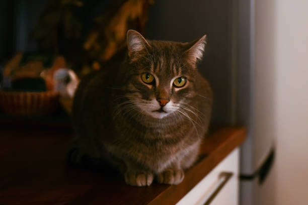 istock Gray cat sits on the table in the kitchen 1338869555