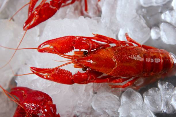 istock seafood in market over ice 1338869987
