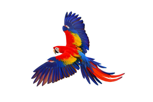 papagaio - arara azul - fotografias e filmes do acervo