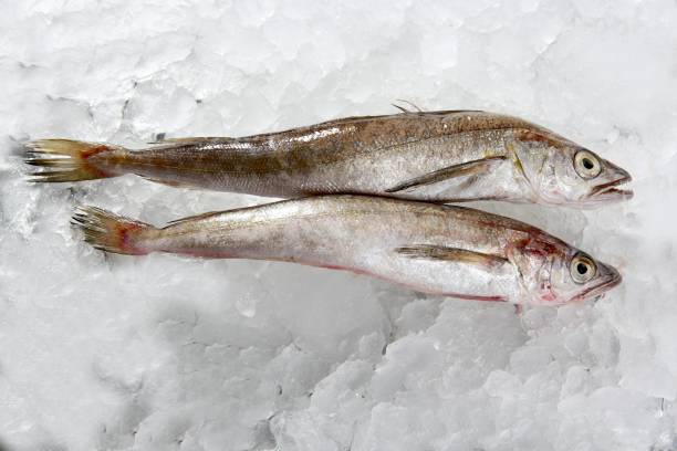two hake fish  on ice stock photo
