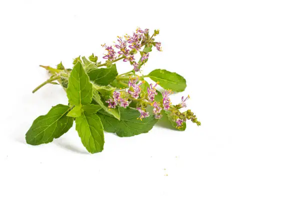 Photo of Indian Wild basil leaves with flowers of basil on a white background.