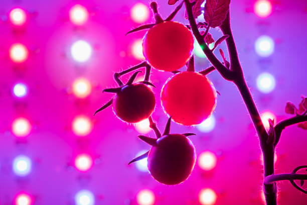 istock cherry tomato harvest under the led light grow lamp, closeup view 1338872135