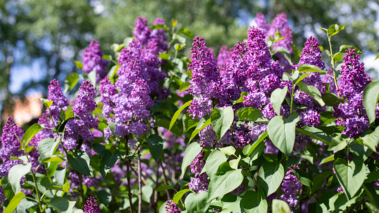 Siringa blossom fresh flower. Purple lilac blossom flower