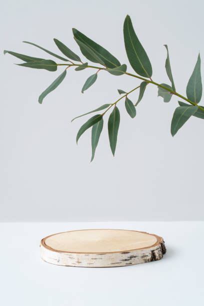 Empty saw cut for cosmetic presentation and eucalyptus branch. Round wooden podium and green leaves on grey background. Spa and natural beauty product advertising. Minimal modern mockup. Front view Empty saw cut for cosmetic presentation and eucalyptus branch. Round wooden podium and green leaves on grey background. Spa and natural beauty product advertising. Minimal modern mockup. Front view. wood podium stock pictures, royalty-free photos & images