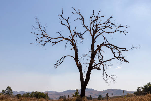 árbol con ramas secas y plántulas quemadas. - tree branch burnt silhouette fotografías e imágenes de stock