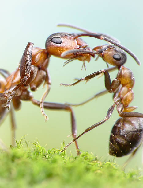 istock ants, mother love concept 133887638
