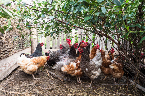 istock There are many different chickens in the chicken coop 1338876593