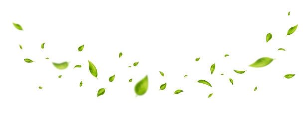 istock Green flying leaves on long white banner. Leaf falling. Wave foliage ornament. Vegan, eco, organic design element. Cosmetic pattern border. Fresh tea background. Beauty product. Vector illustration 1338877708