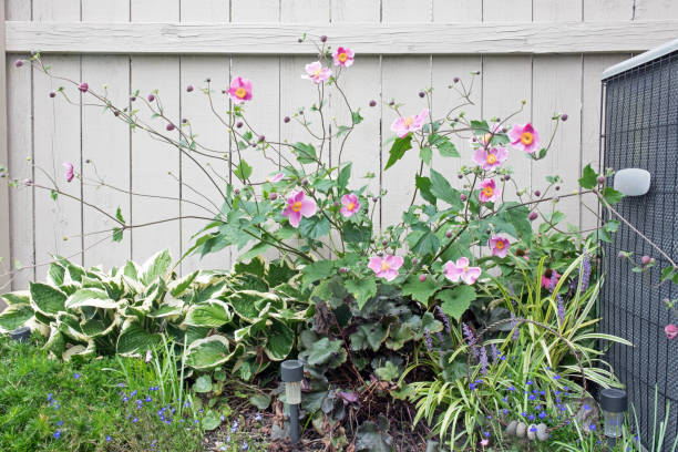 Fall Garden with Pink Towering Japanese Anemones Fall display of towering pink Japanese Anemone growing by garden fence with other plants. japanese anemone windflower flower anemone flower stock pictures, royalty-free photos & images