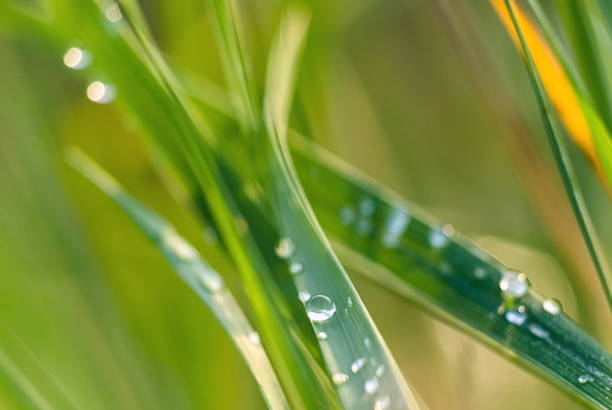 istock background of green grass with blurred dew, summer day 1338879622