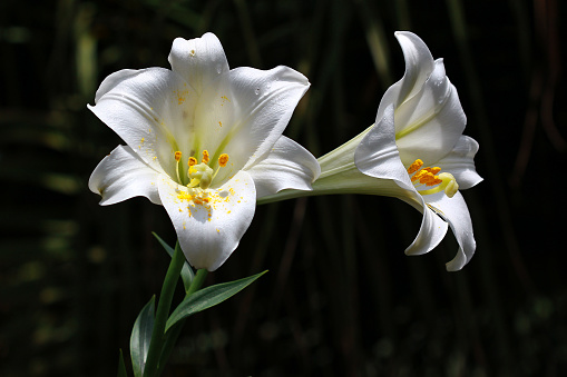 Closeup white lily in sunlight with stamens and pollen, background with copy space, full frame horizontal composition