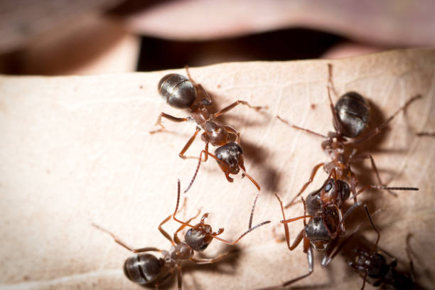 istock Group of Formica cunicularia kill an ant from a nearby anthill 1338880678