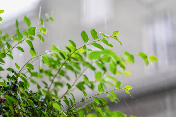 istock Rain. Colorful branch with berries. Romantic mood, nostalgia. Natural background 1338880909