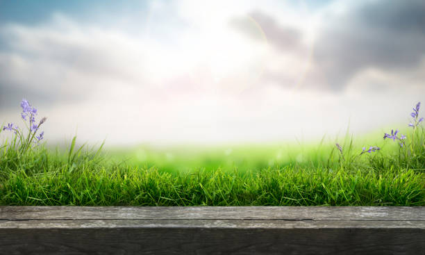 A wooden table top product display with a fresh green grass background