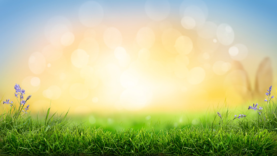 A sunny sunrise spring Easter morning background with a fresh green grass foreground.