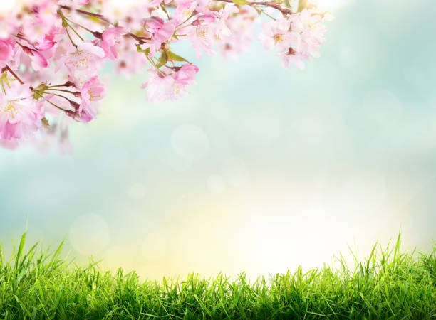 istock Pink cherry tree blossom flowers blooming in spring 1338881789