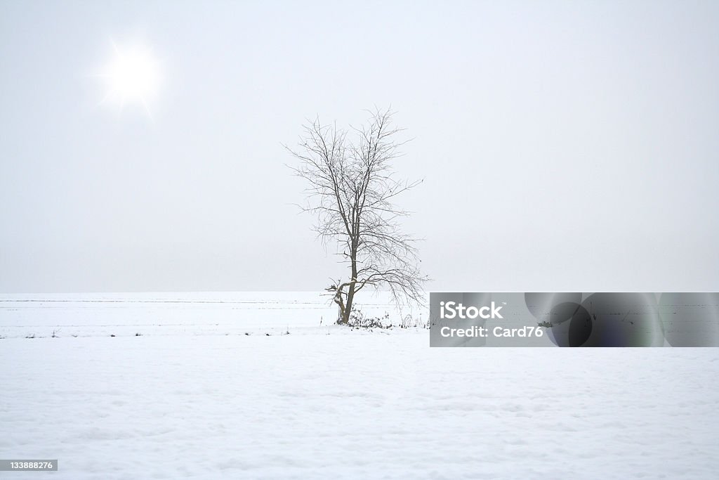 Saison d'hiver - Photo de Arbre libre de droits