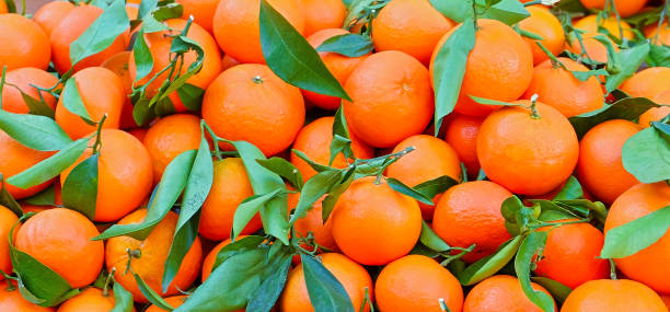 Fresh tangerines - citrus fruit stock photo
