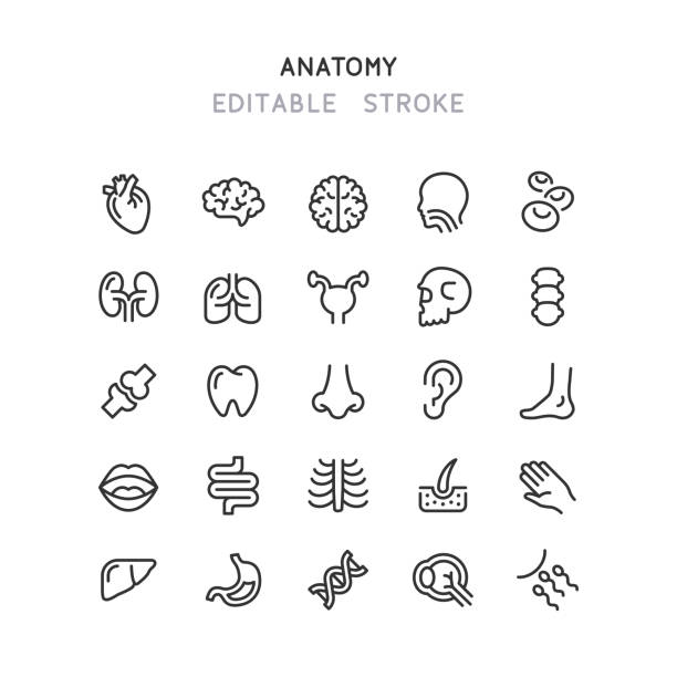 Human Anatomy Line Icons Editable Stroke Set of human anatomy line vector icons. Editable stroke. bloody nose stock illustrations