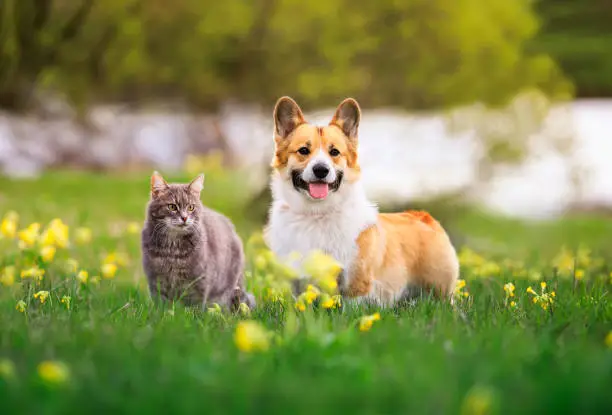 Photo of cute dog and cat walking on a sunny summer day on green grass