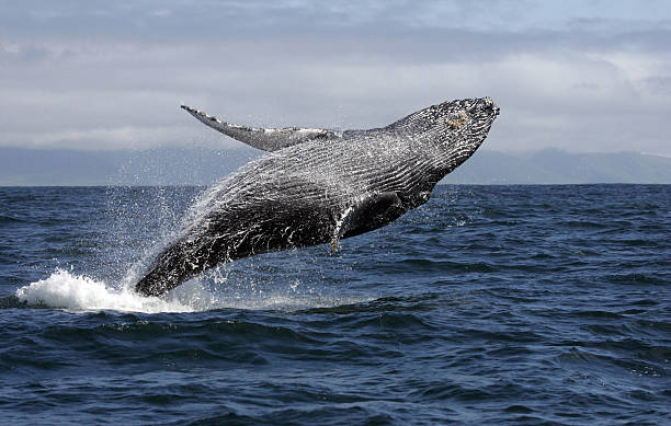 ballena jorobada saltar fuera del agua - saltos fuera del agua fotografías e imágenes de stock