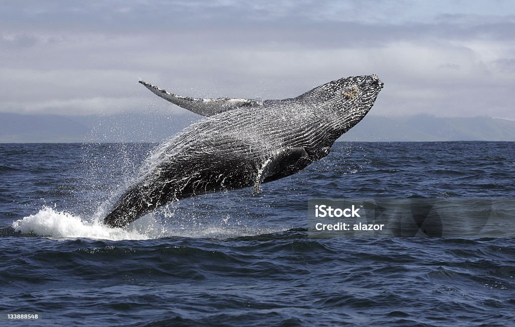 Humpback whale breaching Humpback whale breaching in the waters of the Commander Islands, Russian Far East Animals Breaching Stock Photo