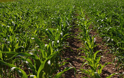 Corn field. Sprouts grow in rows, the future harvest on the farm. Summer, sunny weather.