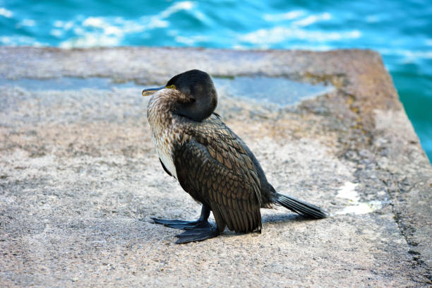 young cormorant limone sul garda italy