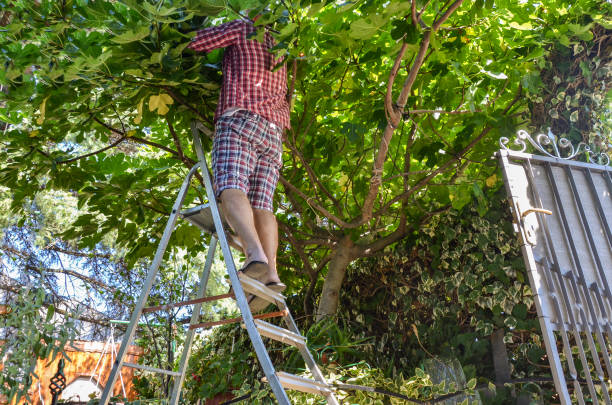 istock Grandfather picking figs in the garden 1338886523