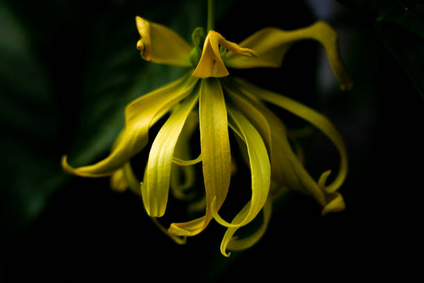 Yellow flowers of Perfume Tree with dark background Yellow flowers of Perfume Tree with dark background ylang ylang stock pictures, royalty-free photos & images