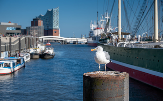 A seagull at the Hamburg harbor in front of the opera house.