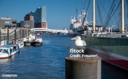 istock A seagull at the Hamburg harbor in front of the opera house. 1338887929
