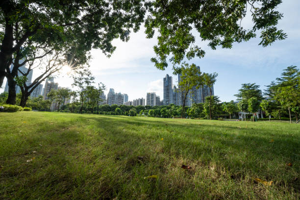 istock Grass, trees and distant buildings under blue sky and white clouds 1338887997