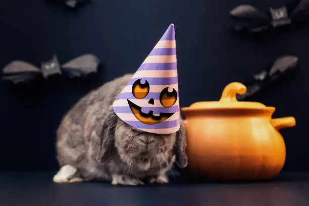 Halloween. A decorative lop-eared rabbit in a festive decorated hat with a cooking pot that looks like a pumpkin. Black background with bats.