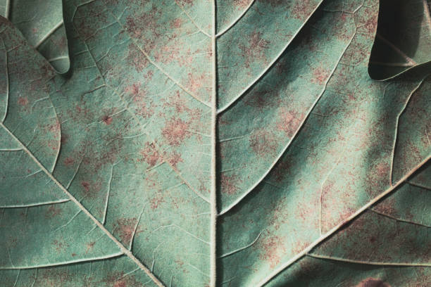 istock Detail of plane tree leaf, natural background 1338889279