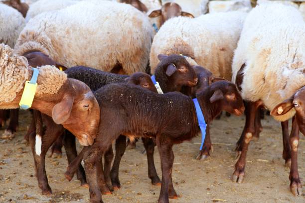 istock baby lamb on the farm with mother 1338889480
